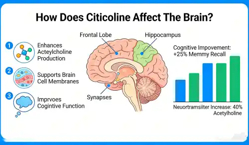 How Does Citicoline Affect The Brain How Does Citicoline Affect The Brain